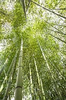 Phyllostachys viridiglaucescens - Green Glaucous Bamboo - looking up at plants grown as a commercial crop