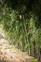 A row of Phyllostachys viridiglaucescens - Green Glaucous Bamboo - grown in ground as a commercial crop