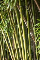 Phyllostachys viridiglaucescens - Green Glaucous Bamboo