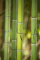 Indicating which stems should be cut of Phyllostachys viridiglaucescens