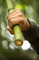 Close up of the end of a thick cane, Phyllostachys viridiglaucescens - Green Glaucous Bamboo, showing cut