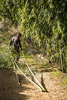 Dragging harvested canes of Phyllostachys viridiglaucescens - Green Glaucous Bamboo - away from commercial bamboo clearing