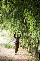 Harvesting Bamboo stems - Phyllostachys viridiglaucescens