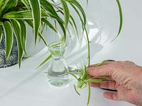 Rooting young plantlets of spider plants in water - Chlorophytum comosum