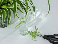 Preparing to root young plantlets of Chlorophytum comosum - Spider Plant - in water 