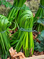 	Tied down Narcissus leaves after flowering