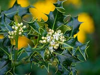 Ilex aquifolium - Holly - flowers