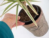 Putting potted Dracaena - Dragon Tree - into a pot cover 