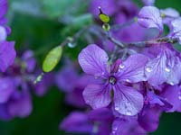 Lunaria - Honesty - flowers plus start of seed pod formation 