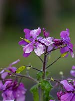 Lunaria - Honesty - flowers showing start of seed pod formation 
