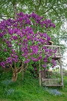 Syringa vulgaris - Lilac - and treehouse