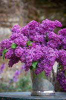 Bucket of picked Syringa vulgaris - Lilac