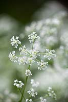 Anthriscus sylvestris - Common cow parsley, Wild chervil, Beaked parsely, Keck