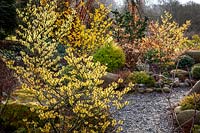 Witch hazels and conifers in the front garden with Hamamelis x intermedia 'Pallida' AGM. syn. Hamamelis mollis 'Pallida' in the foreground
