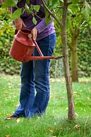 Watering Nemasys Grow Your Own  nematodes onto the trunk of an apple tree to protect from pests