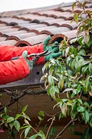 Cutting back a climbing Trachelospermum jasminoides - Star jasmine -  that is getting into roof tiles