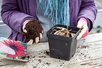 Planting a Dahlia tuber in a pot 