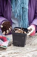 Planting a dahlia tuber in a pot in late winter or early spring