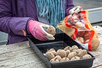 Placing chitted potatoes into a tray in early spring