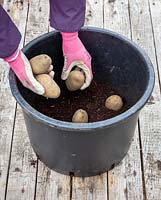 Planting early Potato tubers in a large plastic pot in the greenhouse