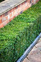 Low clipped hedge of Buxus sempervirens - Common Box
