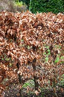 Hedge of Fagus sylvatica - Beech - in winter
