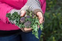 Harvesting Purple Sprouting Broccoli - Brassica oleracea