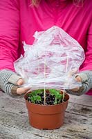 Taking cuttings from scented leaved pelargoniums - Pelargonium 'Attar of Roses' AGM. Covering cuttings with a plastic bag.