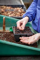 Sowing lettuce in module trays in the greenhouse