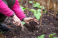 Planting out Phaseolus coccineus - Runner Bean - plants