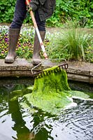 Removing pondweed from a pond using a rake and leaving on the side for tadpoles and other wildlife to escape