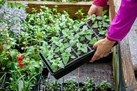 Putting trays of tender plants - Salvia - into a coldframe to harden off