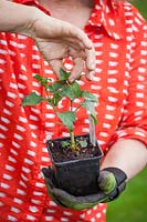 Pinching out the growing tips of a young Fuchsia plant to encourage bushy growth
