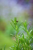 Rosemary Beetle - Chrysolina americana - on Rosmarinus officinalis syn. Salvia rosmarinus - Rosemary