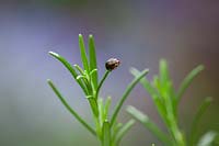 Rosemary beetle - Chrysolina americana - on Rosmarinus officinalis syn. Salvia rosmarinus - Rosemary
