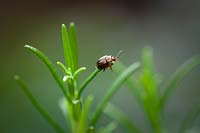 Rosemary beetle - Chrysolina americana - on Rosmarinus officinalis syn. Salvia rosmarinus - Rosemary