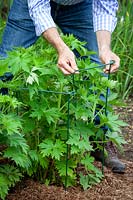 Supporting young delphinium plants with link stakes as they start to grow taller