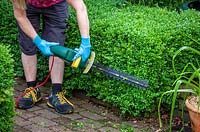 Trimming a low box hedge using an electric hedge trimmer