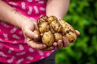 Holding a handful of freshly harvested container grown potatoes - Solanum tuberosum 'Lady Christl'.