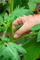 Removing side shoots from a tomato plant to necourage more fruit production