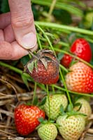 Gray mold on a strawberry caused by Botrytis cinerea rot