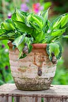 Snails attacking Hosta in a terracotta container