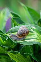 Snail on hosta leaf