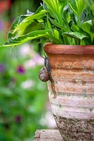 Snails climbing up a terracotta container towards a hosta