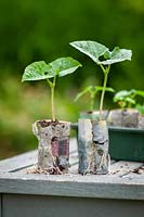 Young beans plants grown using a newspaper pot maker
