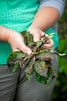 Removing leaves from roses that are badly affected with Black Spot - Diplocarpon rosae
