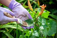 Using a paint brush and gloves to apply weed killer on to the leaves of bindweed that is running through day lilies in a border using a brush