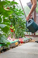 Watering Tomato plants grown in growbags in a greenhouse