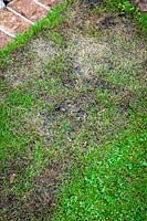 Using moss killer on a lawn - Showing blackened moss that has been killed by moss killer