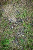 Using moss killer on a lawn. Showing blackened moss that has been killed by moss killer